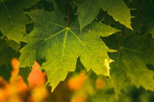 Close-up of a vibrant green sugar maple leaf, showcasing its intricate vein patterns and the subtle variations in its green hues