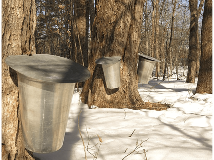 Which Variety of Maple Tree Produces the Best Syrup?