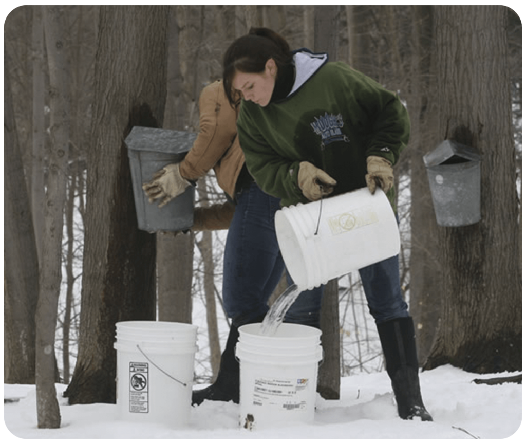 How Much Sap Can One Tree Produce? New York State Maple Producers